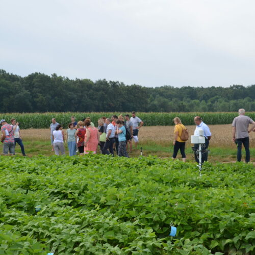 Prikaz poskusov z zelenjadnicami na Kmetijsko gozdarskem zavodu Murska Sobota, 12. julij 2023